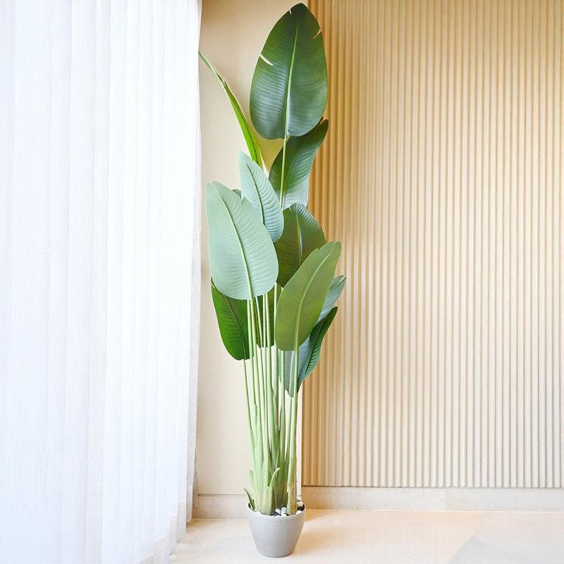 Artificial Banana Tree With Black Plastic Pot - 220 cm (7.2 ft) media 3