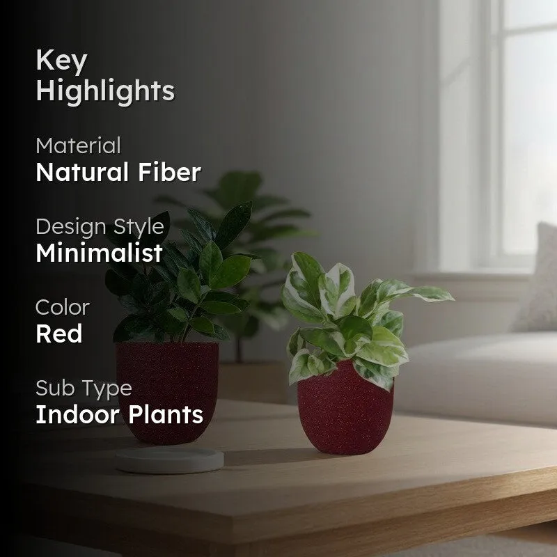 Greenkin ZZ & Njoy Live Plants (Red) - Set Of Two media 2