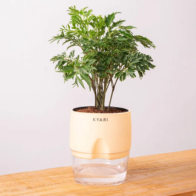 Kyari Aralia Green Plant With Self Watering Pot - Ivory media 6