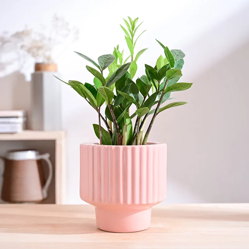 Ugaoo Classic Stria Ceramic Planter - Soft Pink media 2
