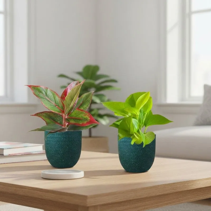 Greenkin Aglaonema & Golden Pothos Live Plants (Green) - Set Of Two media 1