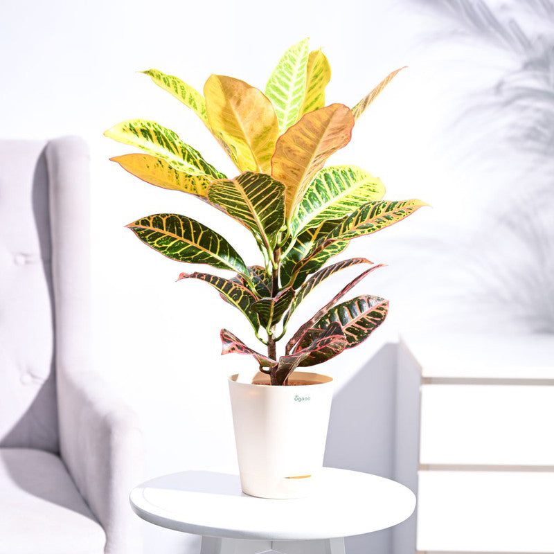 Live Plants