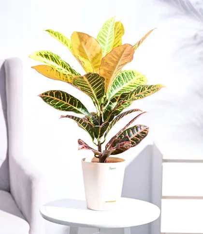 Live Plants