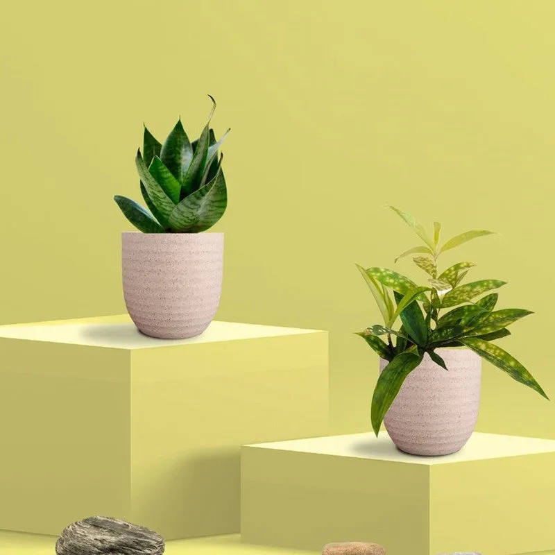 Greenkin Bamboo & Snake Live Plants (Ivory) - Set Of Two media 3
