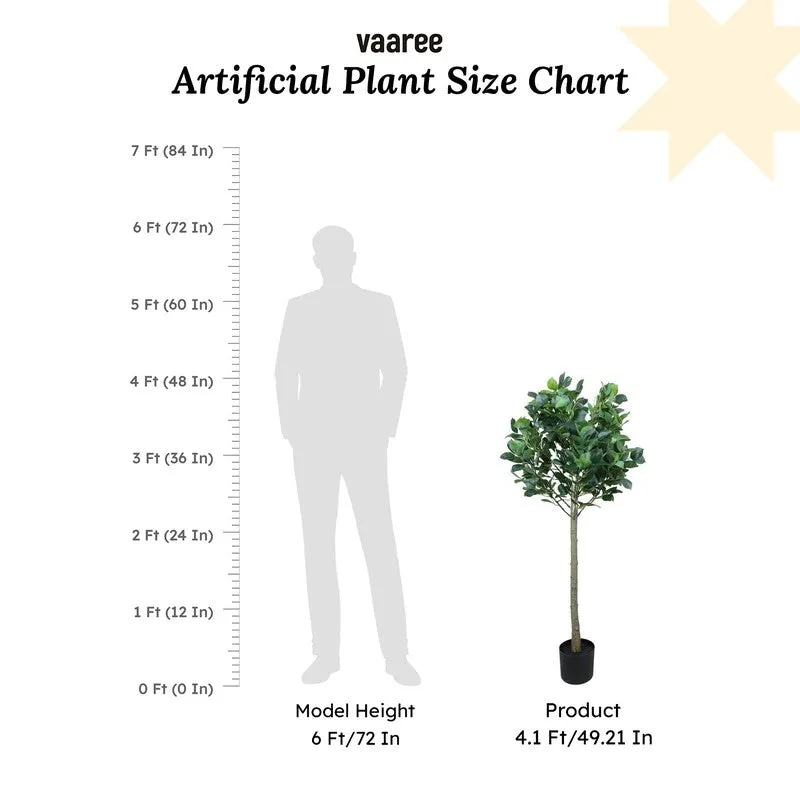 Modern Lush Southern Magnolia Plant without Pot - 4.2 Feet media 8