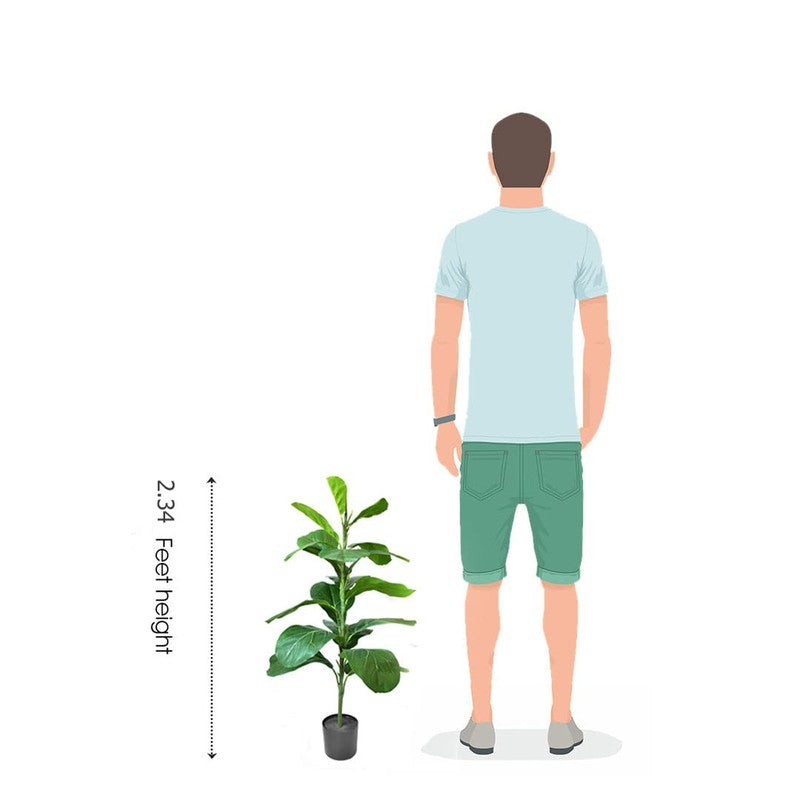 Lushe Artificial Fiddle Fig Plant With Black Plastic Pot - 2.3 Feet media 6