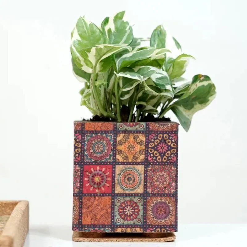 Corklandia Planter media 5