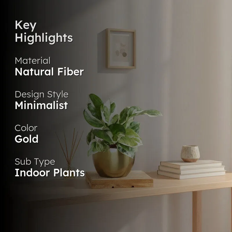 Greenkin Money Plant Njoy Live Plant media 2