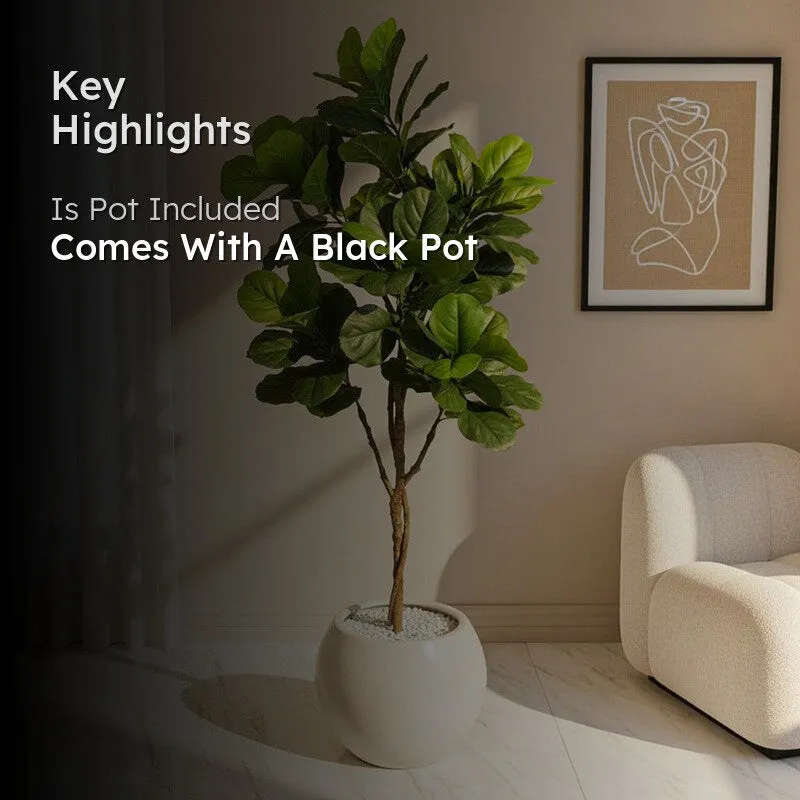 Verdiq Artificial Fiddle Fig With Black Plastic Pot - 5.5 Feet media 2