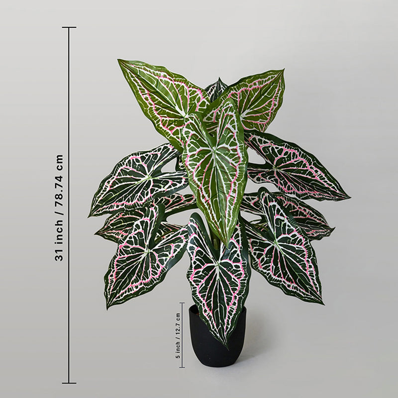 Faux Everlasting White Caladium Plant With Black Plastic Pot - 79 cm (2.6 ft) media 7