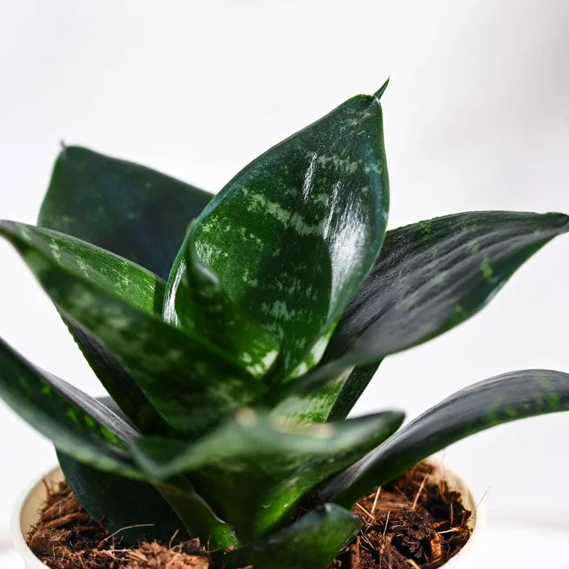Ugaoo Snake Plant - Green media 3