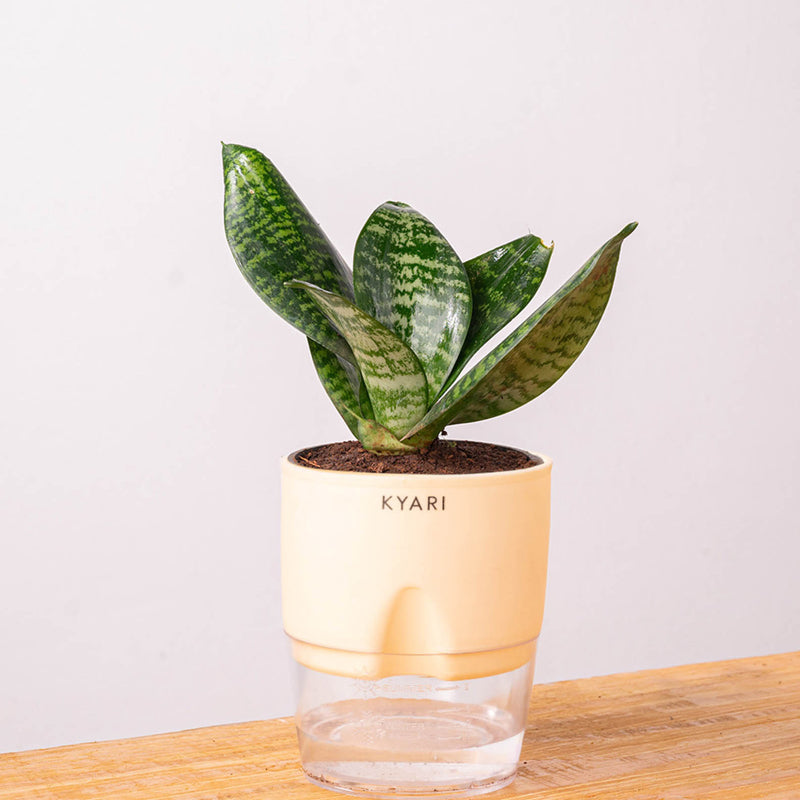 Kyari Sansevieria Snake Plant With Self Watering Pot (Ivory) - 18 cm media 6