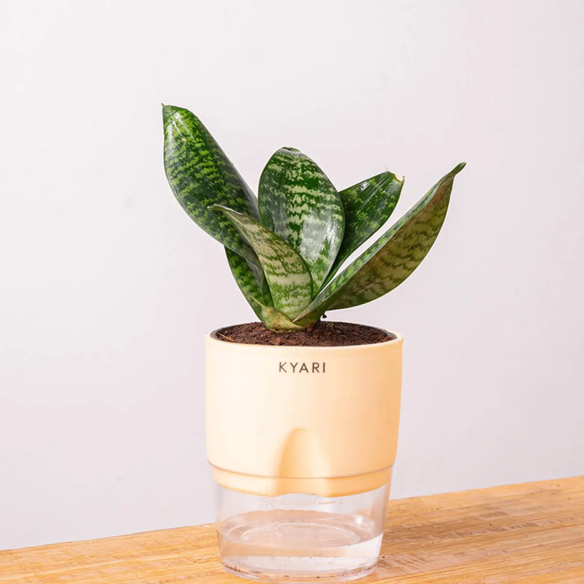 Sansevieria Snake Plant in an ivory pot against a light background