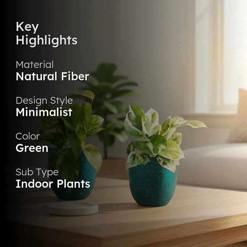 Greenkin Money Plant & Gold King Live Plants (Green) - Set Of Two media 2