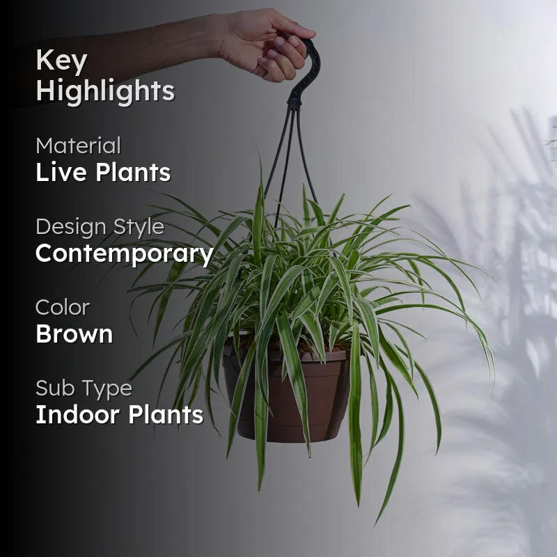 Ugaoo Spider Plant With Hanging Pot media 2