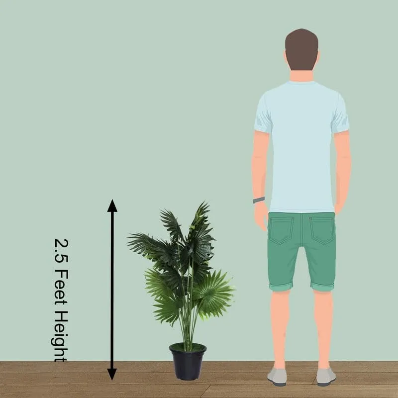 ExoticaGreen Artificial Fan Palm Plant With Black Plastic Pot - 1 Feet media 8