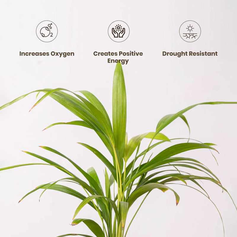 Kyari Areca Palm With Self Watering Pot - Red media 4