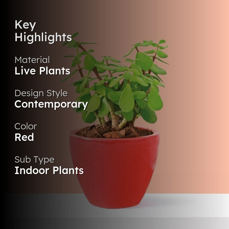 Ugaoo Good Luck Jade Plant With Apple Red Ceramic Pot media 2
