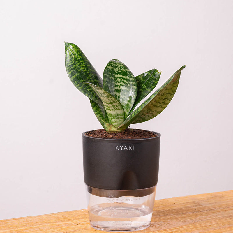 Kyari Sansevieria Snake Plant With Self Watering Pot (Black) - 18 cm media 6