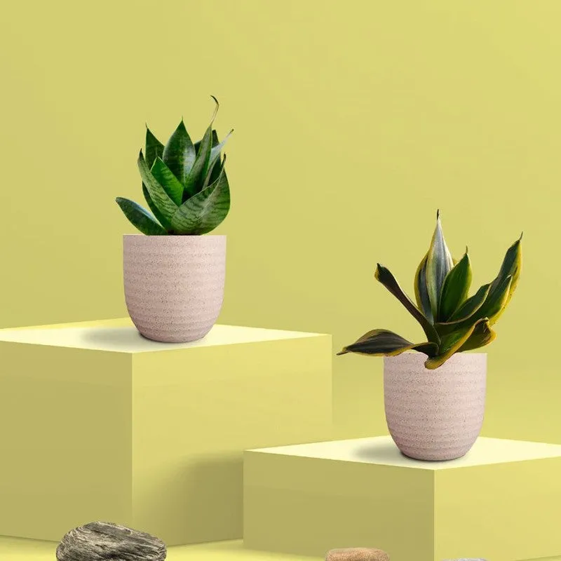 Greenkin Snake Live Plants (Ivory) - Set Of Two media 3