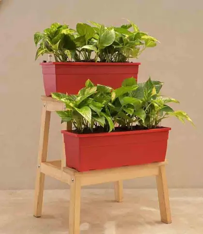 Live Plants