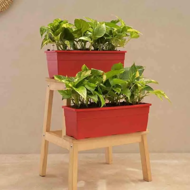 Ugaoo Money Plant Variegated - Set of 2 media 1