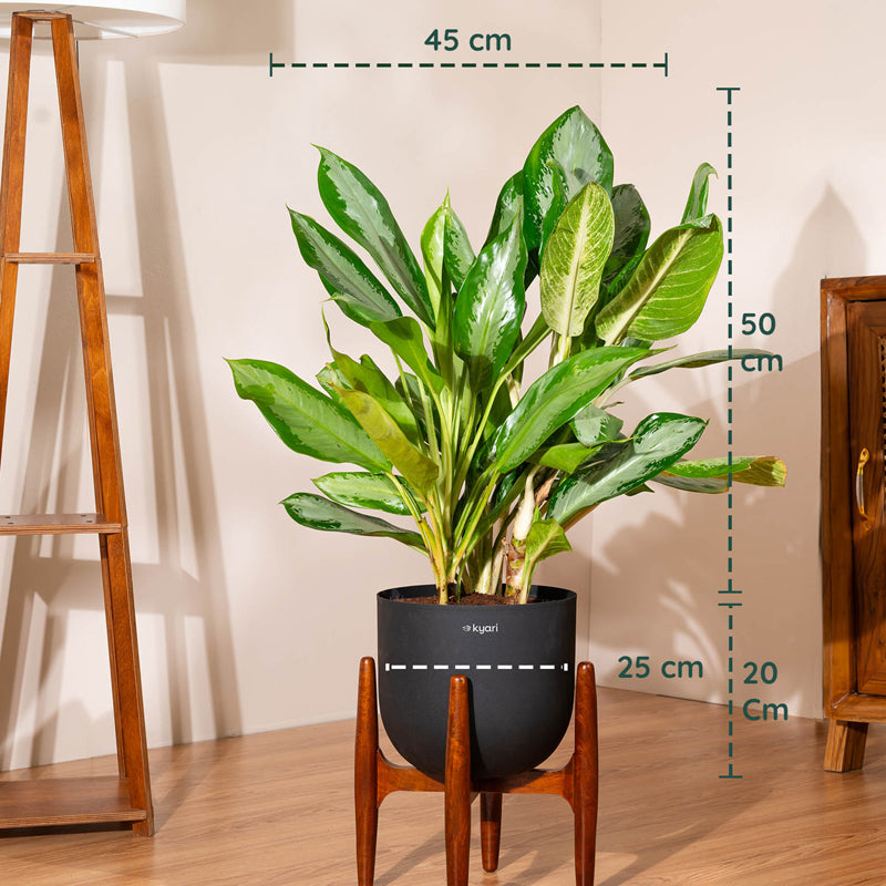 Kyari Agalonema Ice Plant With Metal Self Watering Pot (Black) - 2.4 Feet media 5
