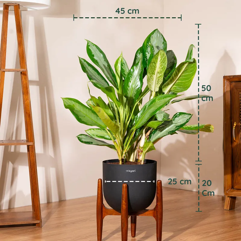 Kyari Agalonema Ice Plant With Metal Self Watering Pot (Black) - 2.4 Feet - 5