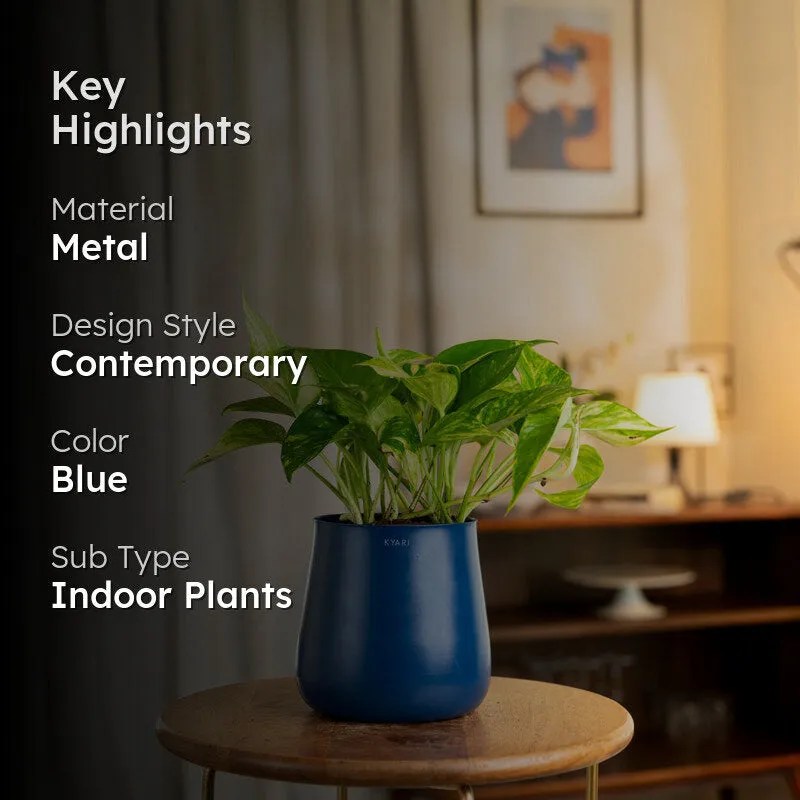 Kyari Money Plant Variegated With Metal Self Watering Pot - Blue media 2