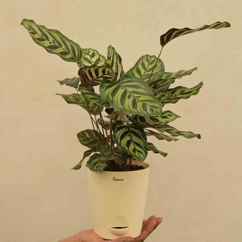 Ugaoo Peacock Plant media 6
