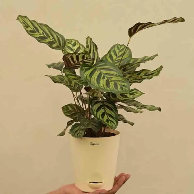 Ugaoo Peacock Plant media 6