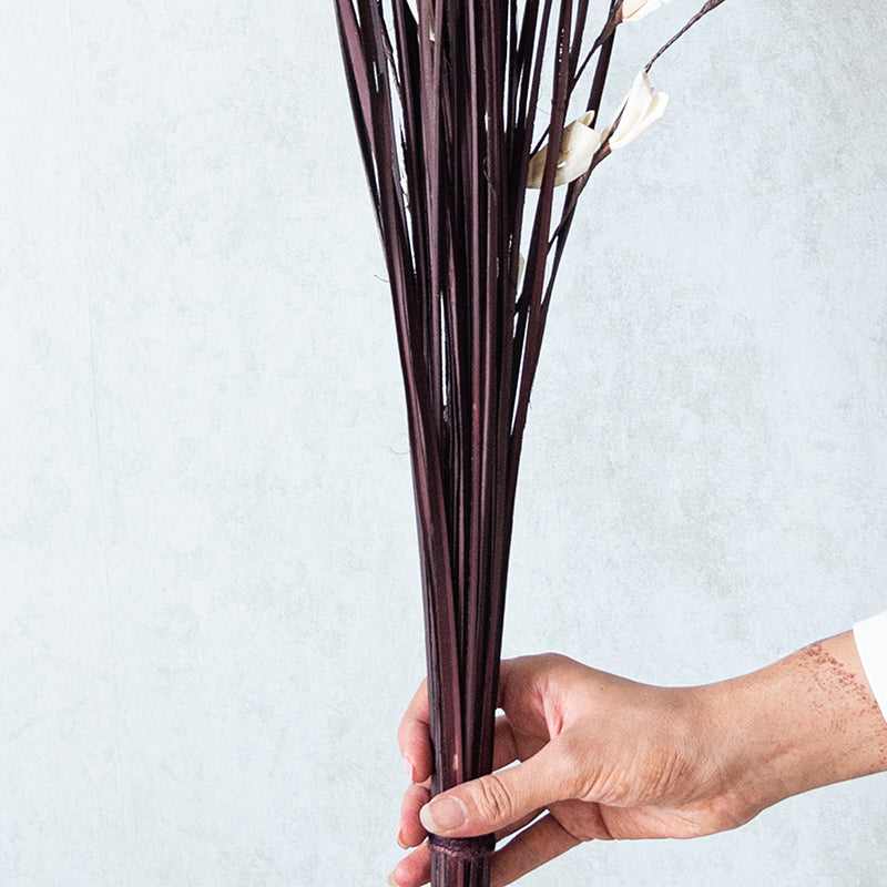 Delfrin Dried Stem - Black media 3