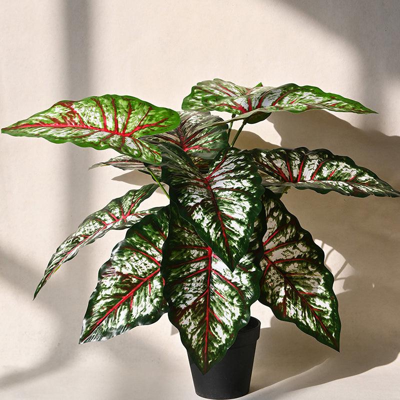 Faux Everlasting Tropical Caladium Plant With Black Plastic Pot - 65 cm (2.1 ft) media 4