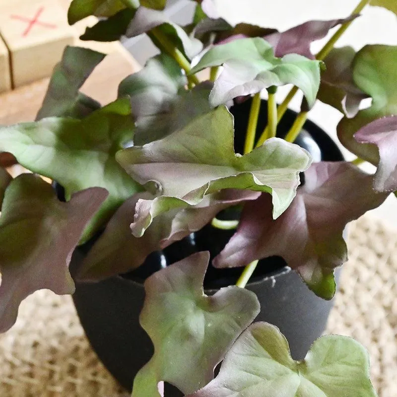 Ivella Artificial Mini Ivy Plant With Black Plastic Pot (Purple) - 14 cm media 4