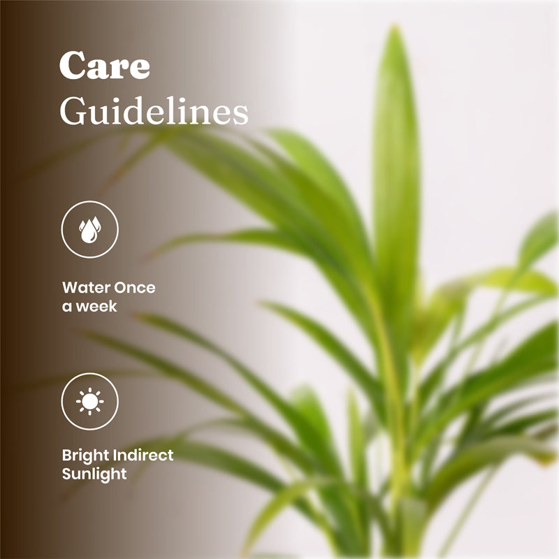 Kyari Areca Palm With Self Watering Pot - White media 6