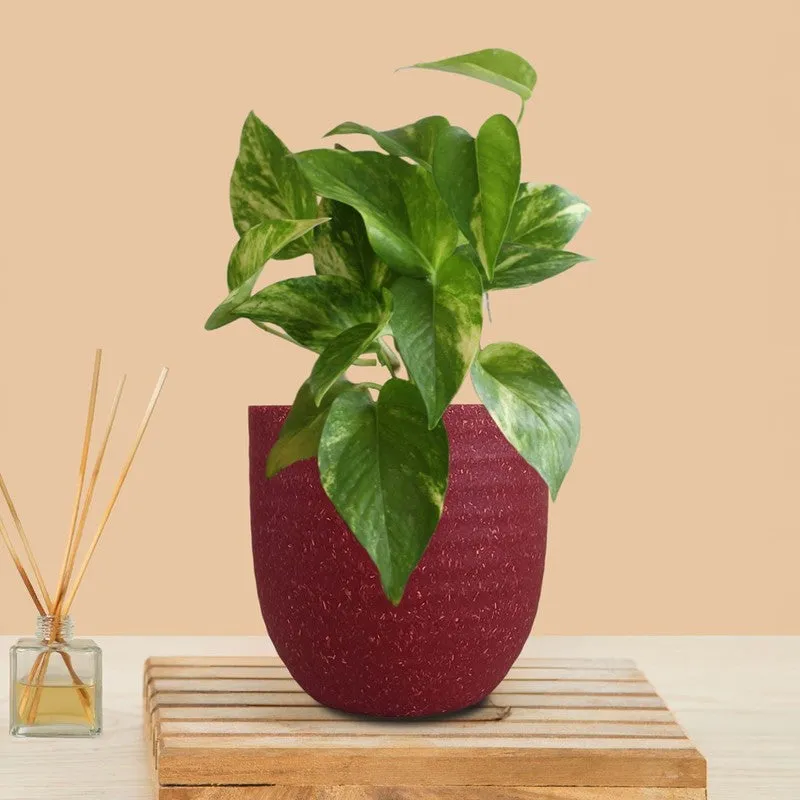Greenkin Money Plant Gold King Live Plant - Red media 3