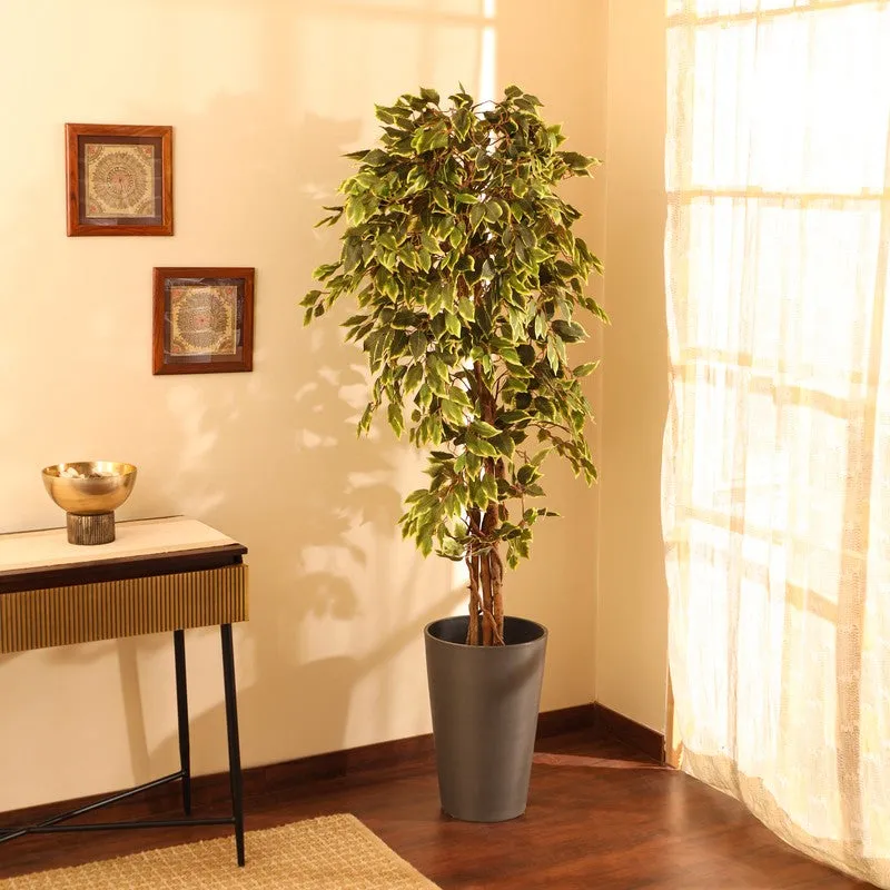 Artificial Variegated Ficus Plant With Black Plastic Pot - 6 ft media 4