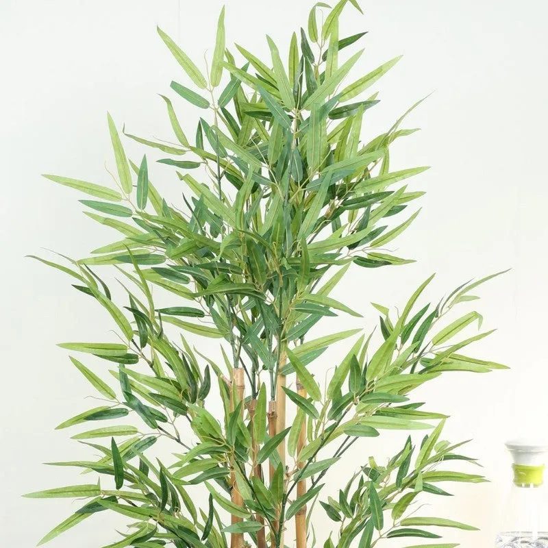 Greenea Evergreen Bamboo Plant With Black Fiber Pot - 4.9 Feet media 5