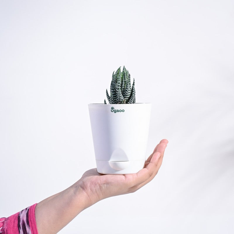 Ugaoo Haworthia Coarctata Plant media 4