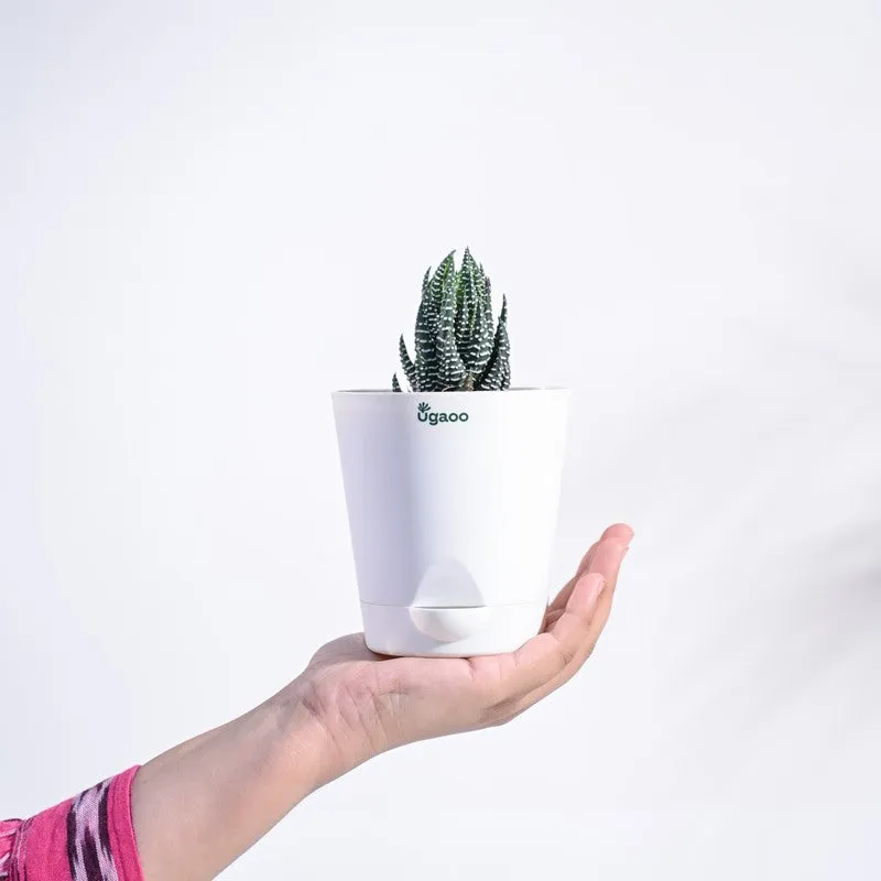 Ugaoo Haworthia Coarctata Plant media 4