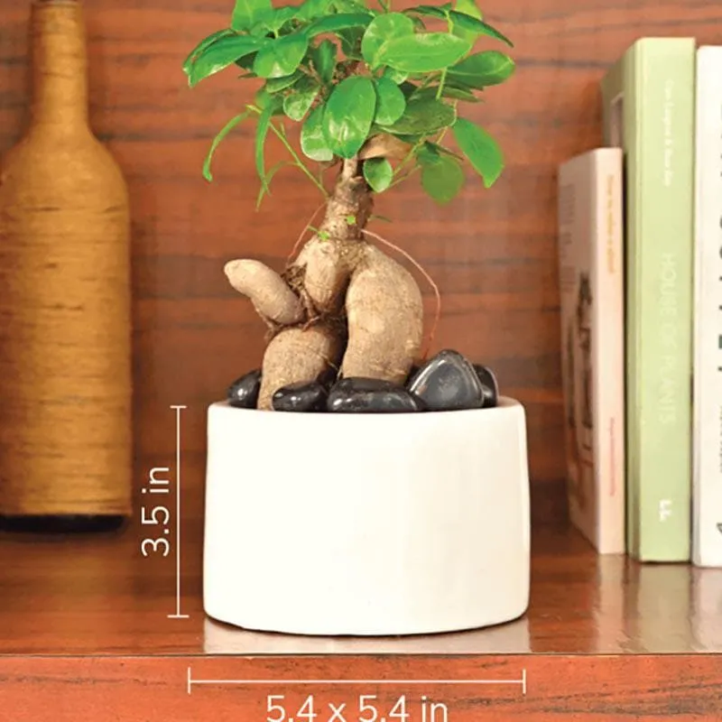 Ugaoo Lilac Stories 6021 White Ceramic Pot media 4