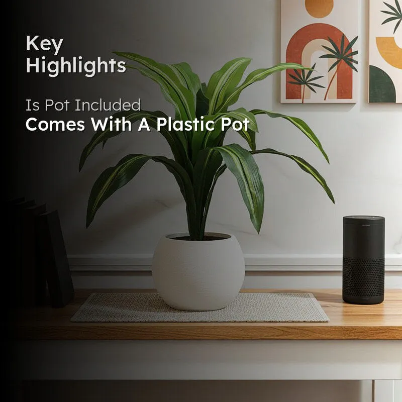 Artificial Dracaena plant lifestyle image with key pot-inclusion highlight