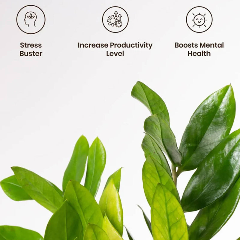 Kyari Zamioculcas Zamiifolia (ZZ) Plant With Self Watering Pot (Yellow) - 18 cm media 4
