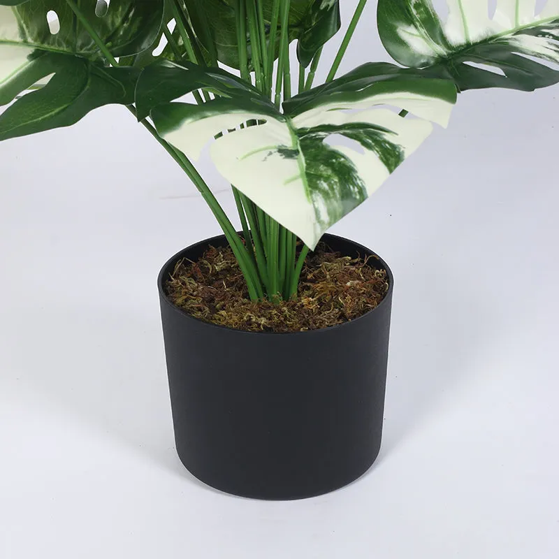 Mona Artificial White Monstera With Black Plastic Pot - 2.6 Feet media 5