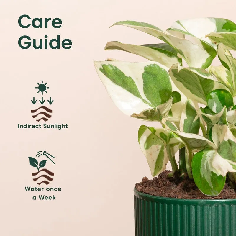 Kyari Money Plant with Self Watering Pot - Green - 5