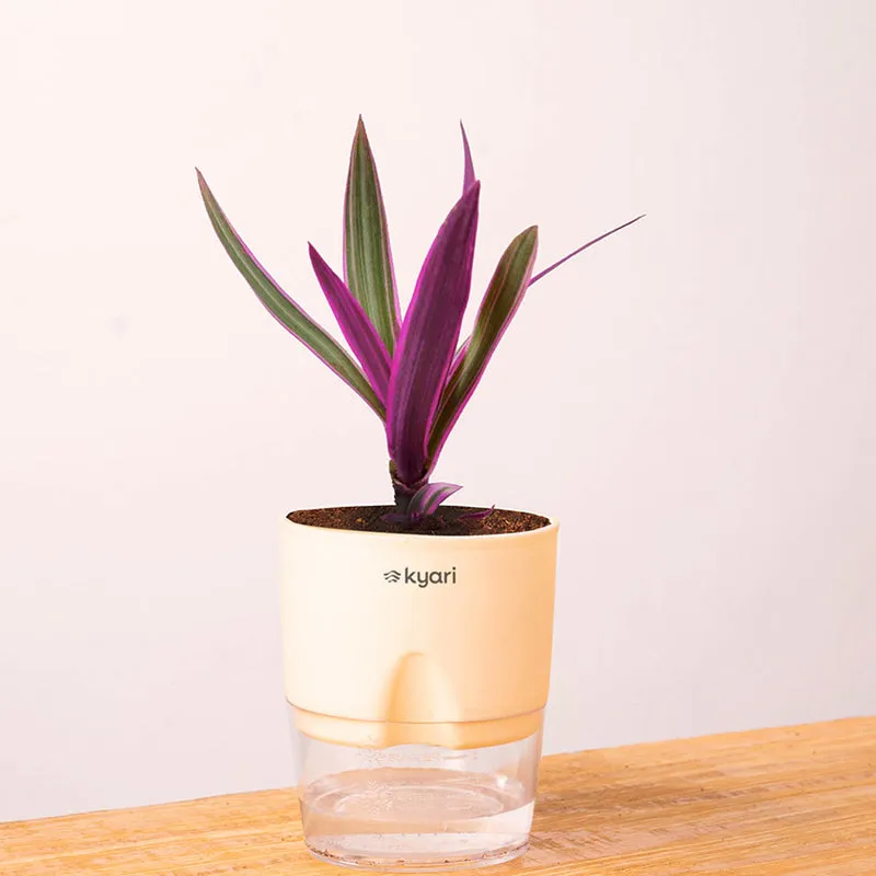 Kyari Rhoeo tricolor With Self Watering Pot - Ivory media 1