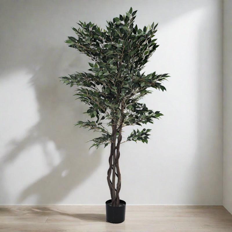 Faux Cape Ficus Plant With Black Plastic Pot - 5.25 ft media 4