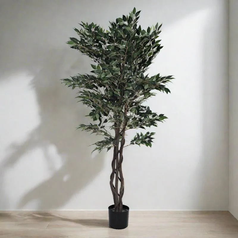 Faux Cape Ficus Plant With Black Plastic Pot - 5.25 ft media 4