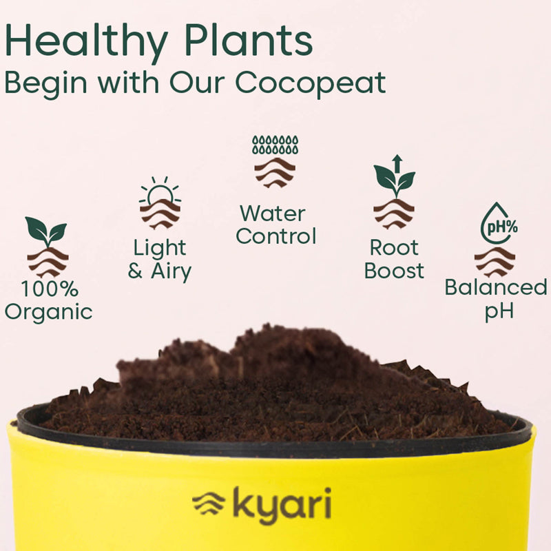 Kyari Rhoeo tricolor With Self Watering Pot - Green media 4