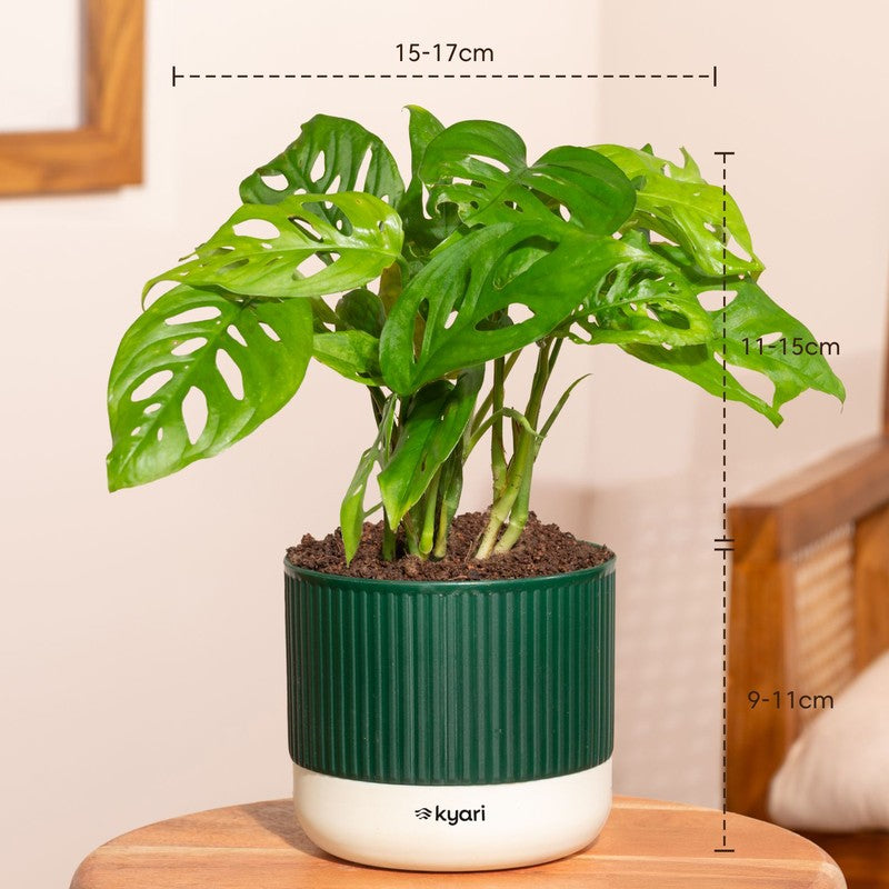 Kyari Broken Heart Plant with Self Watering Pot - Green media 7